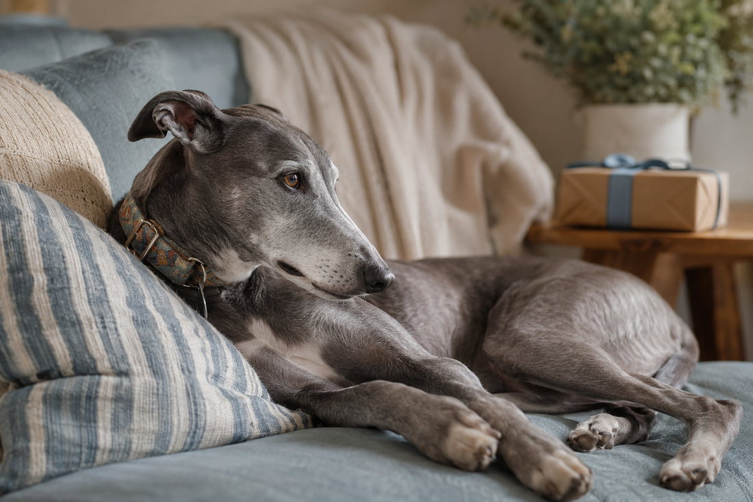 Gray rescue Greyhound resting comfortably on a soft sofa