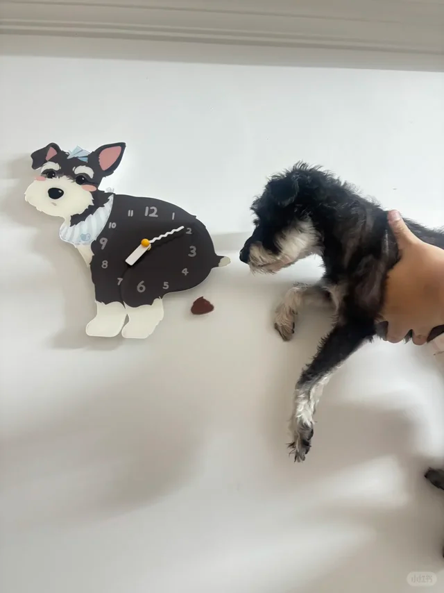 Dark Schnauzer Wall Clock with Swinging Poop Pendulum additional product view